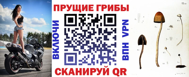 купить Александровское Псилоцибиновые грибы мицелий